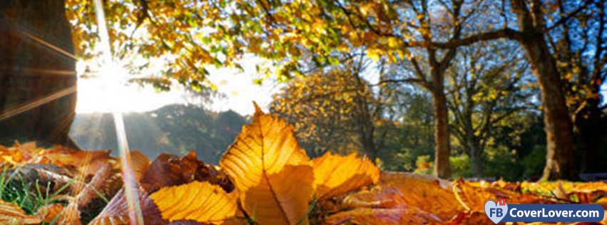 Autumn Forest