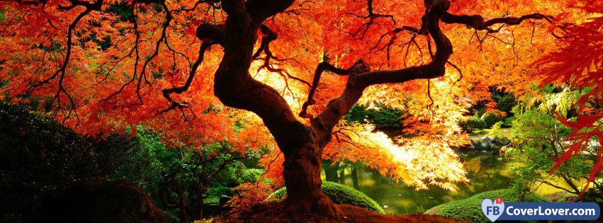 Autumn Tree