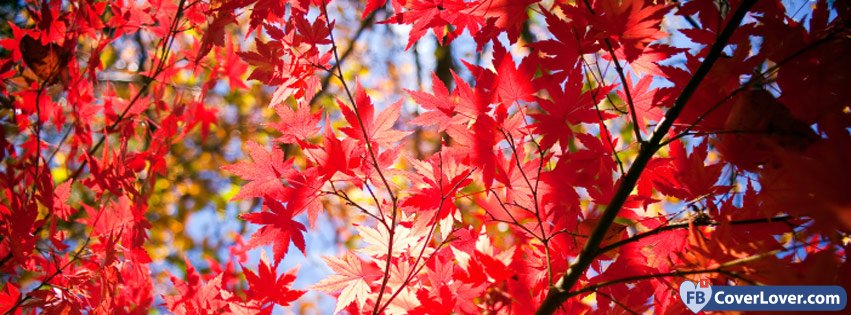 Autumn Trees