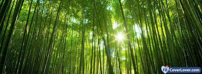 Bamboo Forest