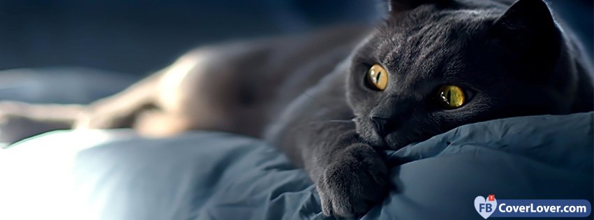 Beautiful Black Cat Facebook Covers Fbcoverlover