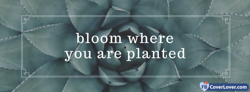 Bloom Where You Are Planted