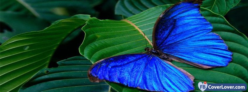 Blue Butterfly