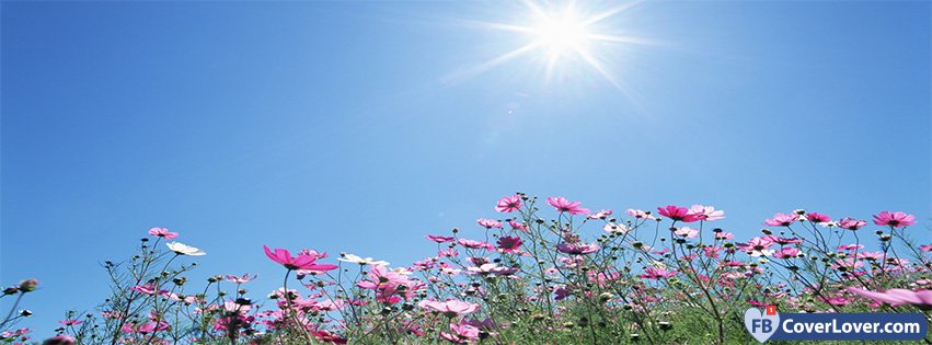 Blue Sky And Flowers