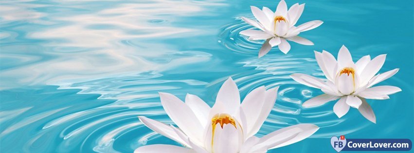 White Water Lily