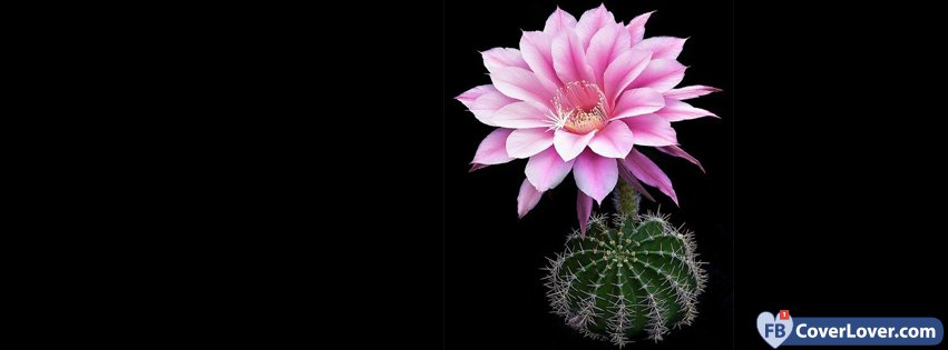 Cactus Flower