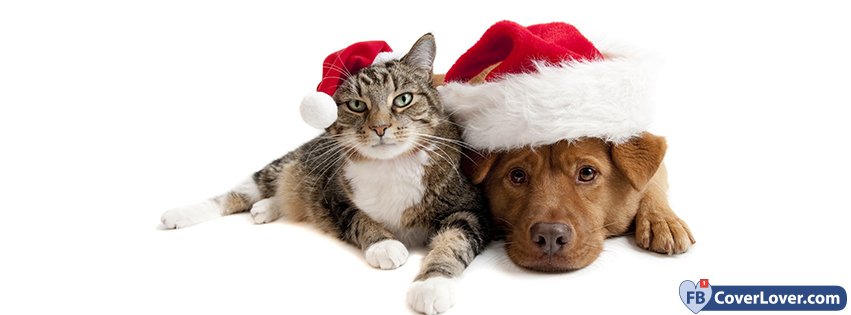 Cat And Dog With Christmas Hat