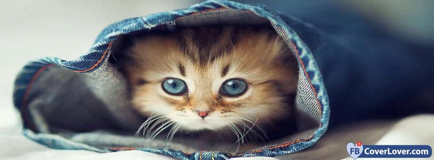 Cat Hiding In A Pair Of Jeans