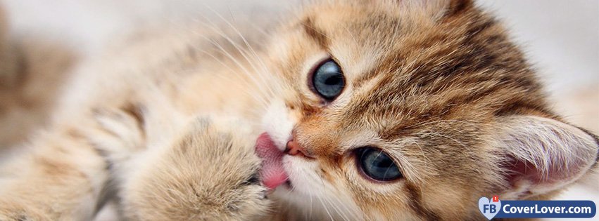 Cat Licking Paw