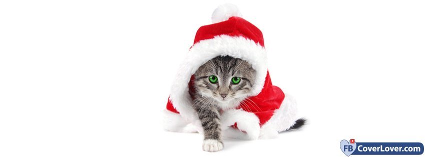 Christmas Cat Disguised 