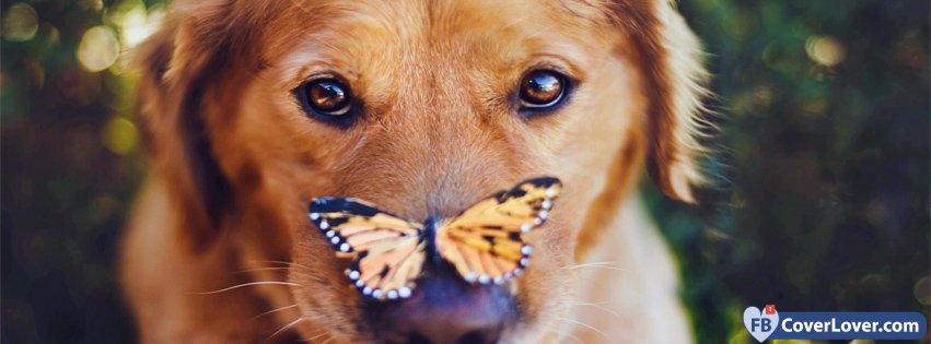 Cute Dog With Butterfly