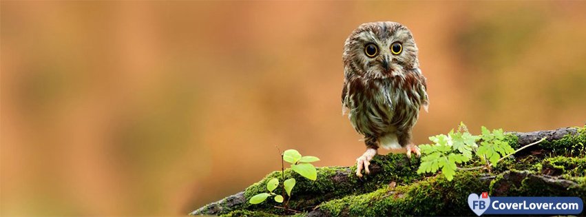 Cute Funny Owl Facebook Covers Fbcoverlover