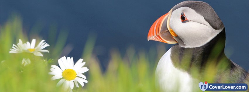 Cute Puffin 2