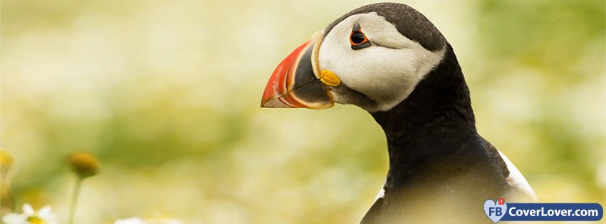 Cute Puffin