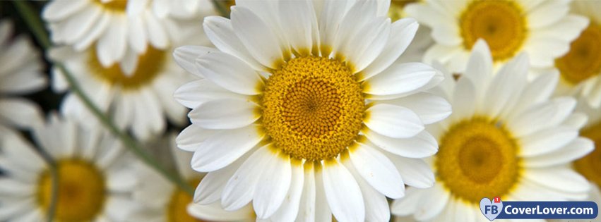 Daisies Close Up