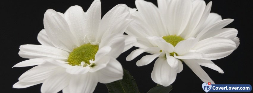 Beautiful Daisies 