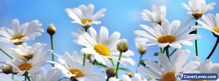 Daisies Flowers 2 