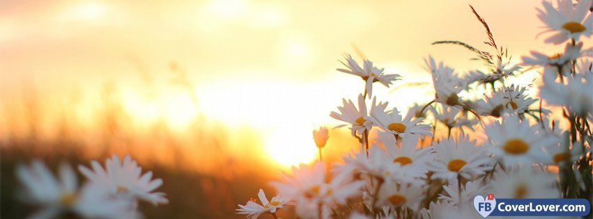 Daisies Flowers At Dawn