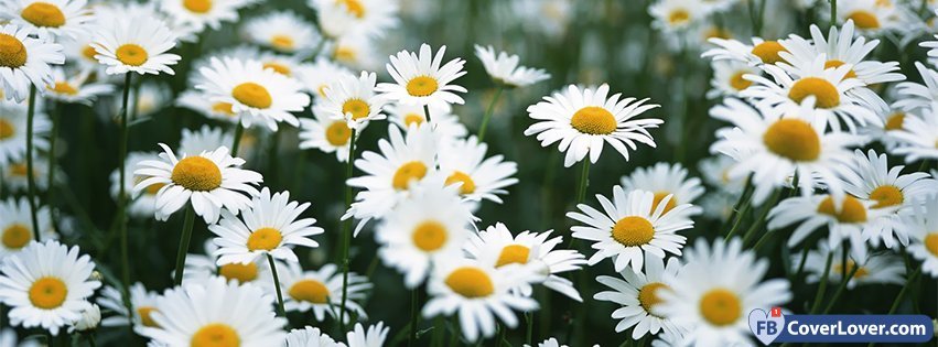 Daisies Flowers 