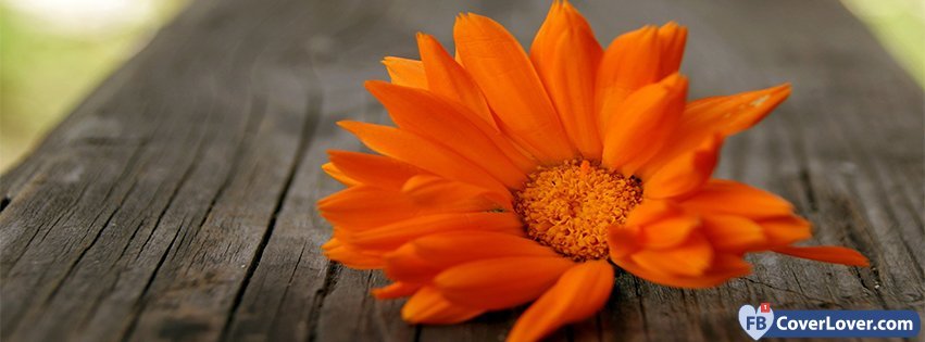 Dark Orange Flowers  