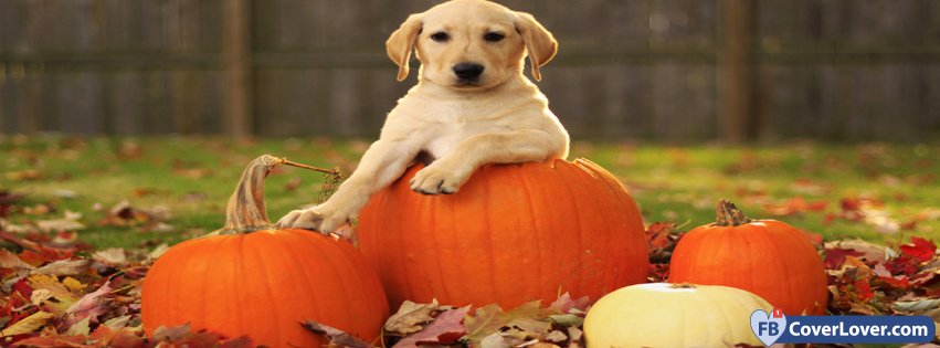 Dog Posing On Pumpkins