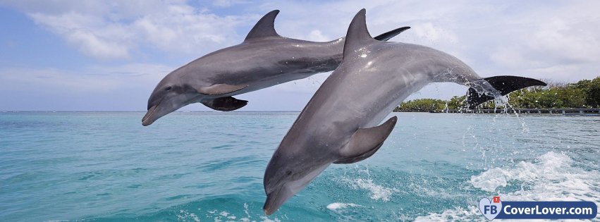 Dolphins 1