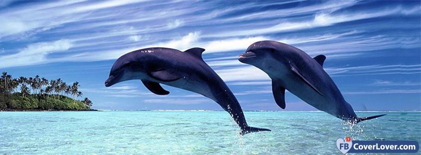 Dolphins 3