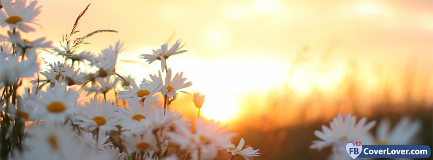 Daisies Flowers At Dawn 2