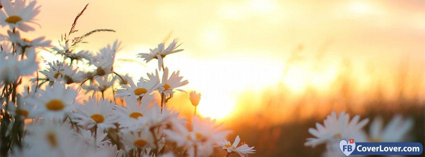 Daisies Flowers At Dawn 2