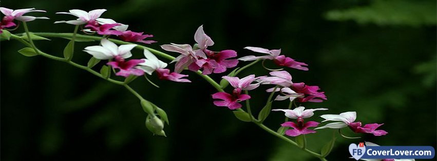 Rampant Flowers