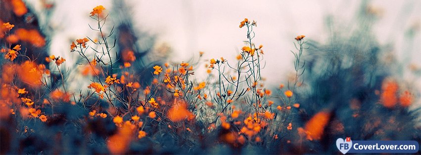 Orange Flowers