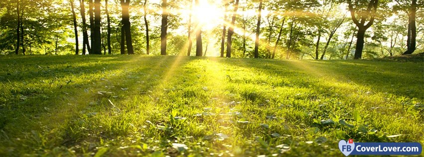 Forest Spring Sunrise