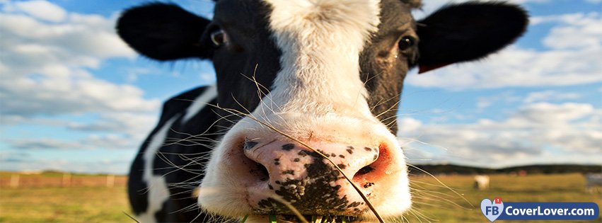 Funny Cow Close Up
