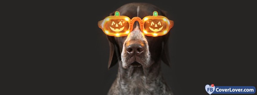 Cool Halloween Dog Holidays And Celebrations Facebook 