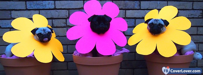 Funny Pugs In Flowers Pots