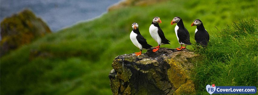 Group Of Cut Puffins 