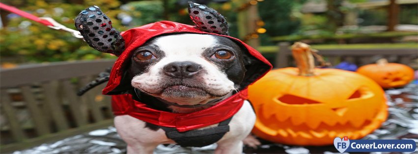 Halloween Dog In Costume