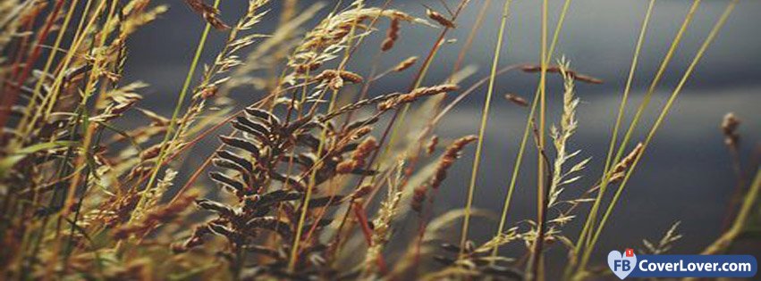 Weeds In The Wind