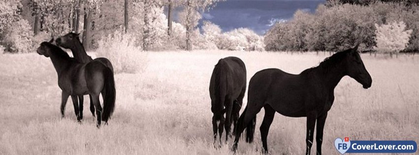 Horses In The Snow