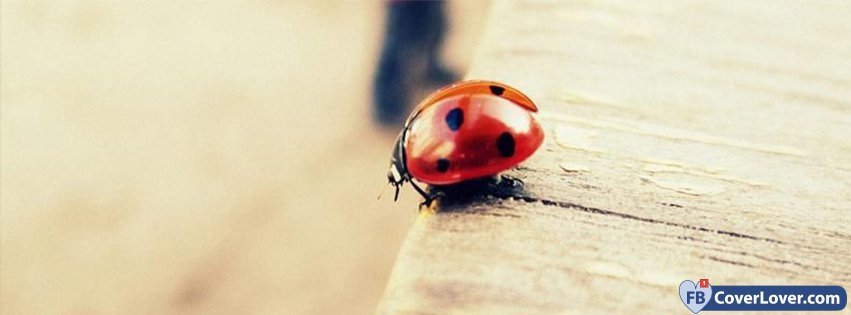 Ladybug 2  