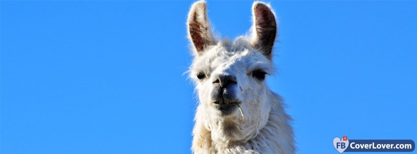 Lama 