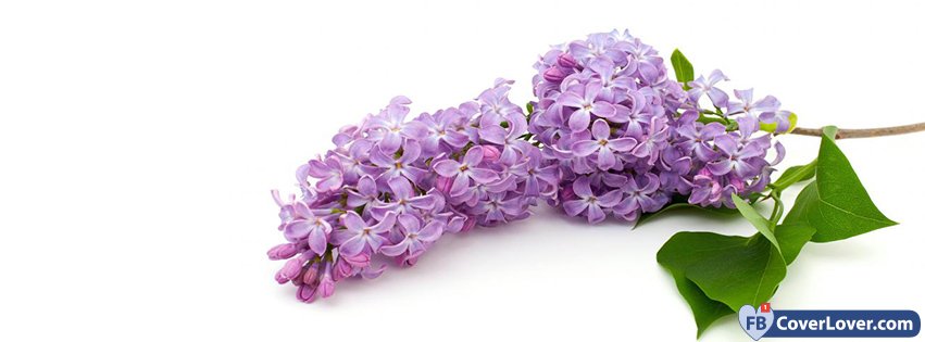 Lilac Tree Branch