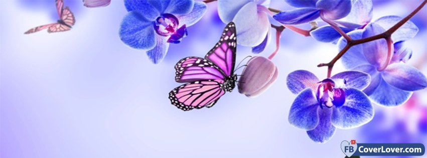 Orchids And Butterfies
