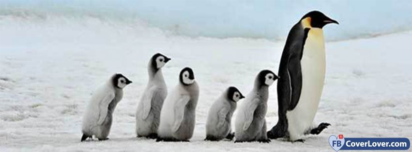 Penguin Awareness Day 3
