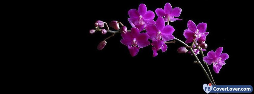 Dark Pink Orchids