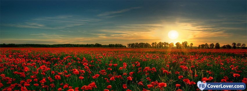 Poppies Flowers Field 