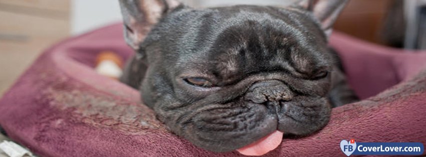 Pug Tonguing