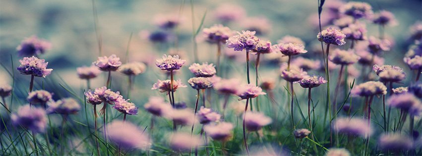 Purple Flower Field flowers Facebook Cover Maker 