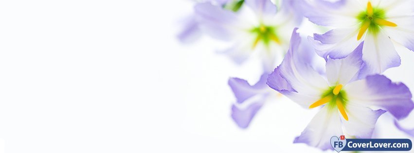 Purple Flowers Facebook Cover Maker