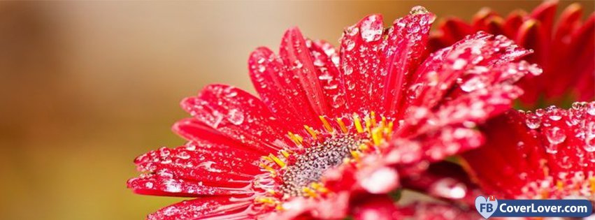 Red Flowers 